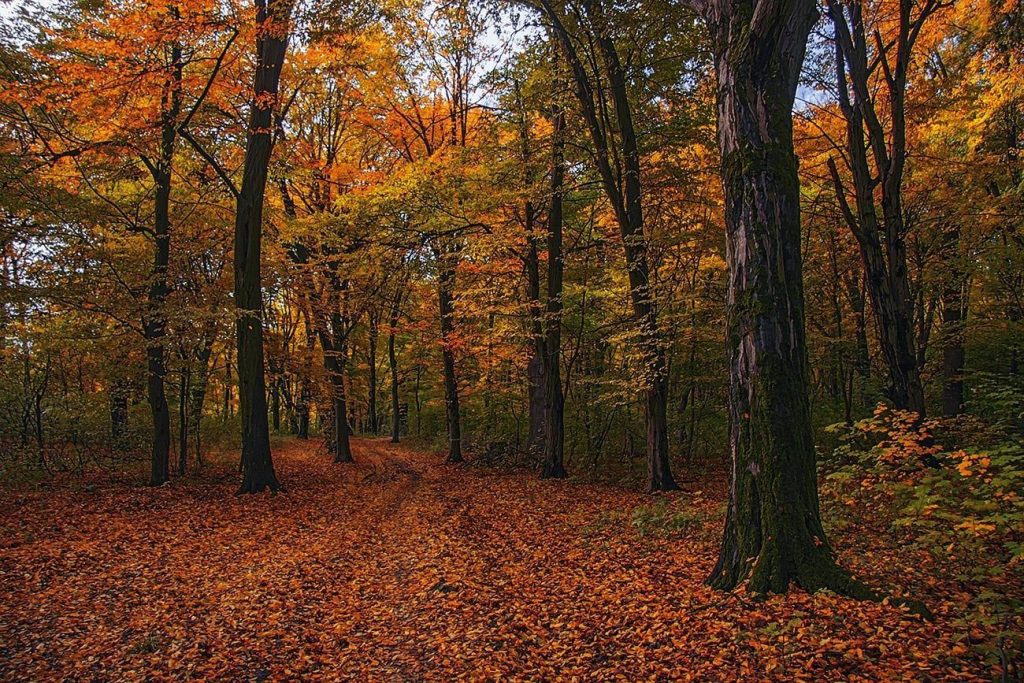 Історія Голосіївського лісу