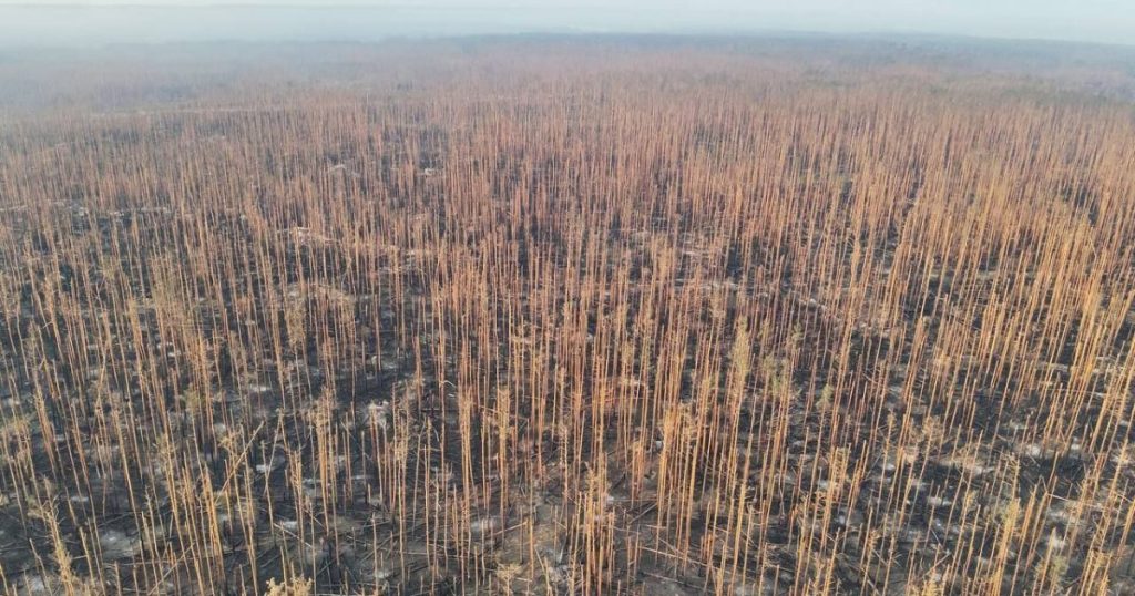 Природа та ландшафт Серебрянського лісу