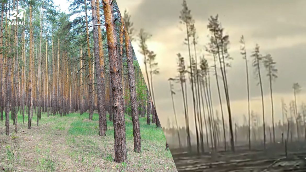 серебрянський ліс