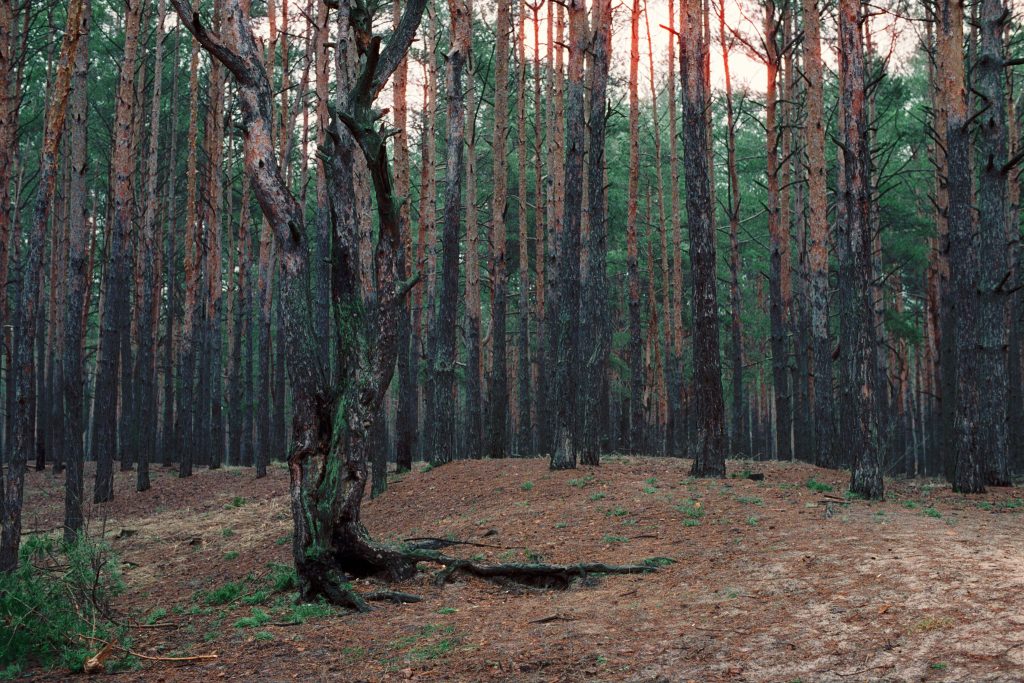 Биківнянський ліс сьогодні